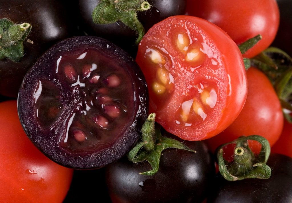 Genetically Modified Purple Tomatoes Are Coming to the Market