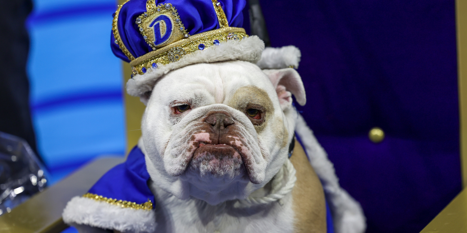 Patch Won the Title of Beautiful Bulldog at a Recent Des Moines Event