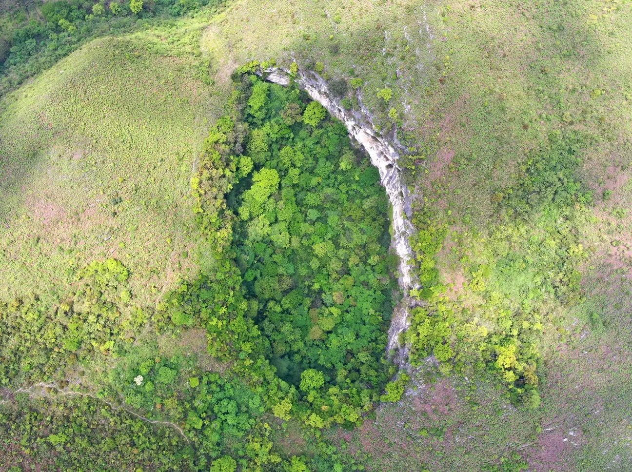 A Massive Sinkhole with Ancient Forest May Reveal Undiscovered Species