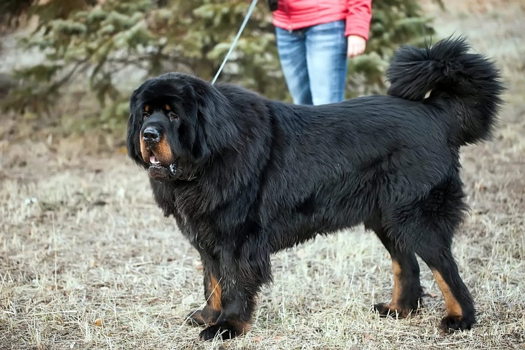 A Pet Mastiff Turned Out to Be Something Completely Different