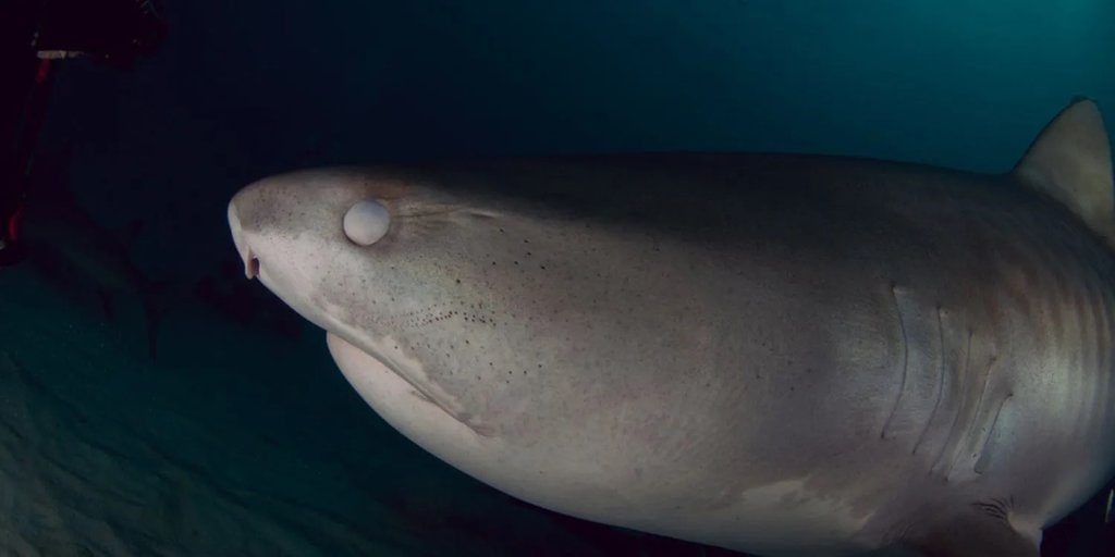Diver Debunks Common Misconception About Why Shark’s Eyes Turn White